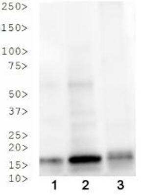 Western Blot: Histone H3 [ac Lys4, p Thr3] AntibodyBSA Free [NB21-1015]
